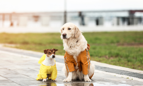 two dogs wearing rain jackets standing outside after the rain